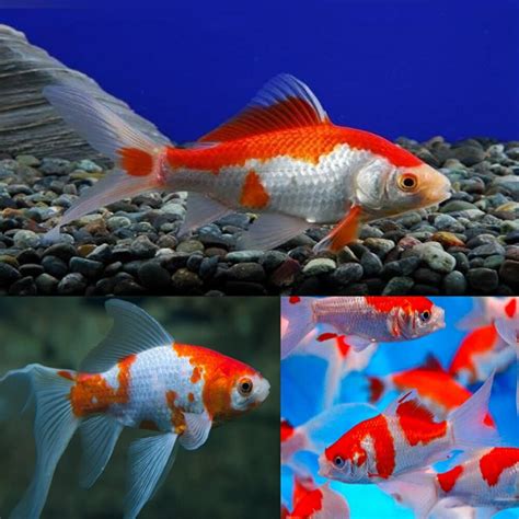 如意金魚|萬事如意~紅白玉如意 (Red and white comet goldfish)